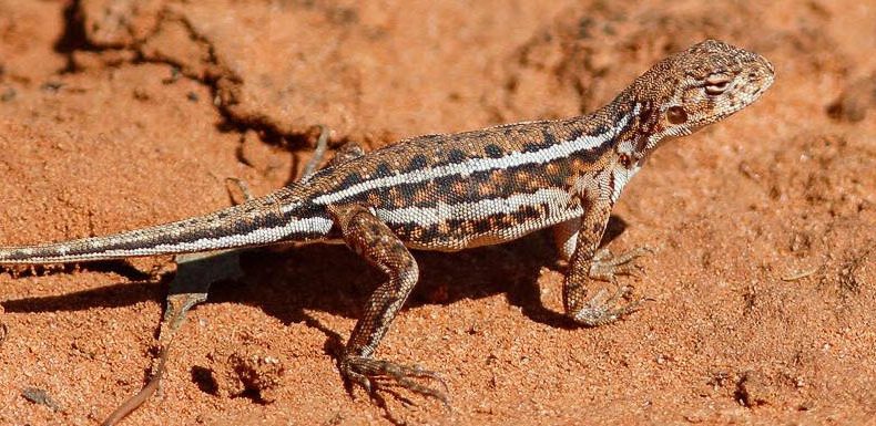 Mallee Military Dragon