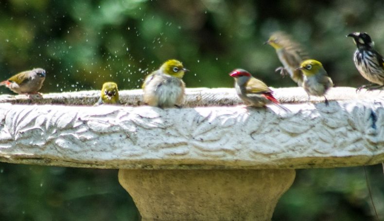 Image of New Holland Honeyeaters at bird bath