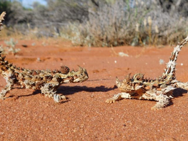 Record a sighting (Thorny Devil, image by Robert Browne-Cooper)