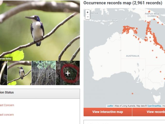Search the ALA for species information and images