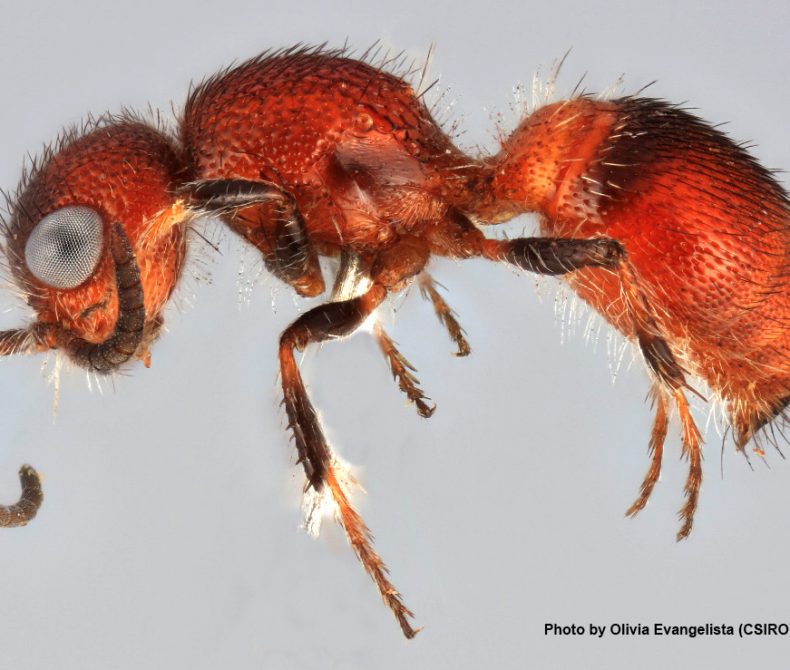 image of a velvet ant specimen