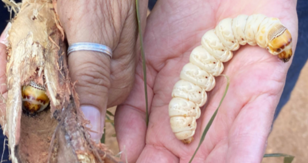 Baardi (Witchetty Grub)